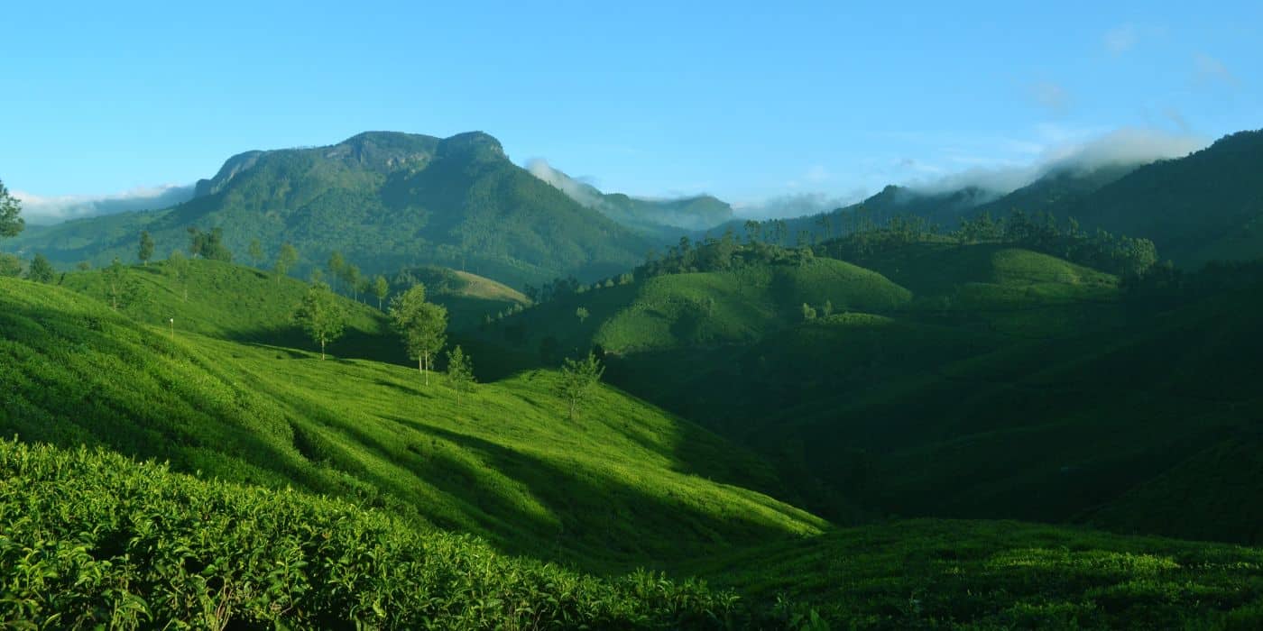 Tea Garden Kerala